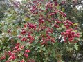 IMG-3502