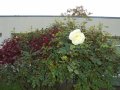 DSC02205
